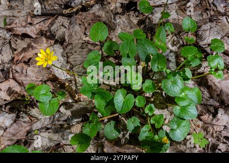 ranunculus ficaria verna pilewort moindre célandine. Banque D'Images