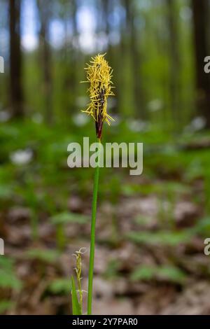 Perce la fleur de la chevelure dans la nature au printemps.Carex pilosa. Famille des Cyperaceae. Banque D'Images