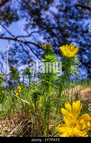 Oeil de faisan, ou oeil de faisan jaune Adonis vernalis fleurissant dans la steppe de printemps. Banque D'Images