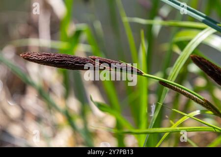 Carex acuta - trouvé croissant sur les bords des rivières et des lacs dans les écorégions terrestres Palaearctiques dans des lits de dep humide, alcalin ou légèrement acide Banque D'Images