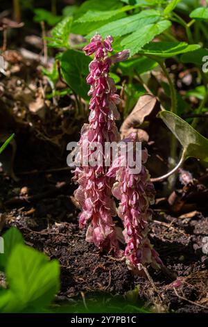 Au printemps, Lathraea squamaria pousse dans la nature dans la nature. Banque D'Images