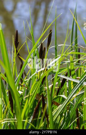 Carex acuta - trouvé croissant sur les bords des rivières et des lacs dans les écorégions terrestres Palaearctiques dans des lits de dep humide, alcalin ou légèrement acide Banque D'Images