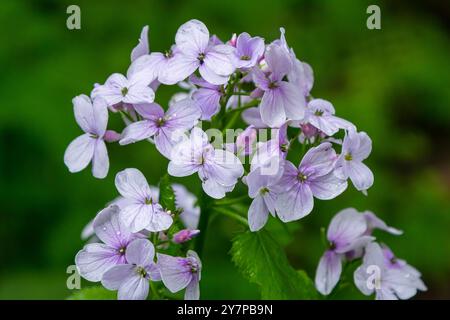 Lunaria rediviva, connue sous le nom d'honnêteté éternelle. Belles fleurs violettes en fleur. Banque D'Images