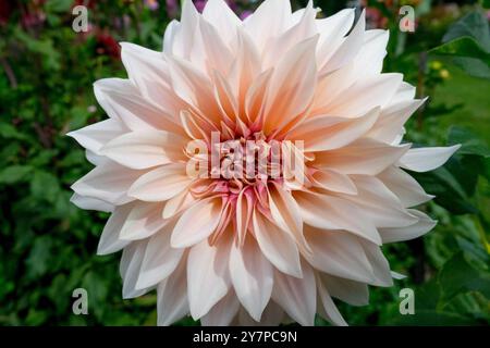 Blanc Beige fleur de couleur Dahlia 'Cafe au lait' informel Dahlia Fleur décorative floraison en fleur Dahlia Cafe au lait Banque D'Images