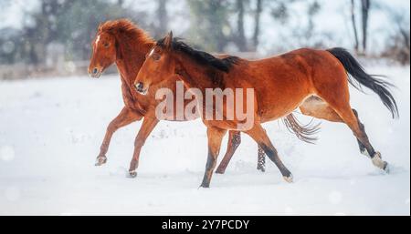 Red Horses galop dans le paysage de neige d'hiver Banque D'Images