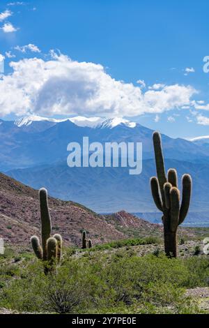 Cardon Grande Cactus, Leucostele terscheckii, et le Nevado de Cachi enneigé dans la vallée de Calchaqui en Argentine. Les arbustes verts sont jarilla, Banque D'Images