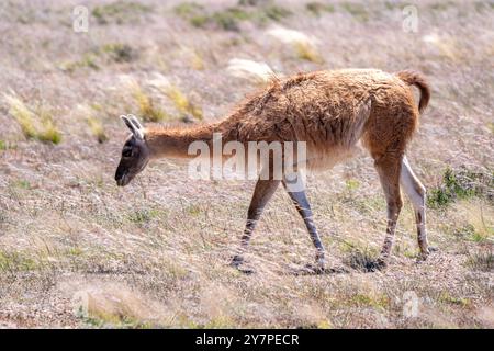 Un guanaco, Lama guanico, pèle sur un haut plateau dans le parc national de Los Cardones en Argentine. Banque D'Images