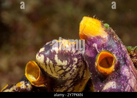 Philippines, Sabang, Puerto Galera, jet d'encre de mer (Polycarpa aurata) Banque D'Images