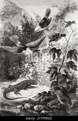 Reptiles et oiseaux des îles Galapagos. Pyrocephalus nanus (en haut), Tenagra darwin (avec ailes repliées), Sylvicola aureola (en bas à droite), Coctarnis assimilis (sur la pierre) Reptile, Leiocephalus gravi. Dessin de Rouyer. Voyages d'un naturaliste dans l'archipel des Galapagos, 1858 par Charles Darwin (1809-1882) le Tour du monde 1860 Banque D'Images