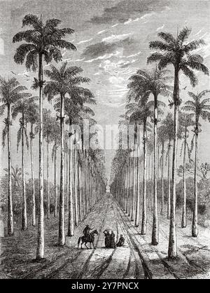 Palm avenue dans une hacienda traditionnelle à Cuba. Antilles de la mer des Caraïbes. Dessin d'Evremond de Berard (1824-1881) voyage à l'île de Cuba, 1859 de Richard Henry Dana (1815-1882) le Tour du monde 1860 Banque D'Images