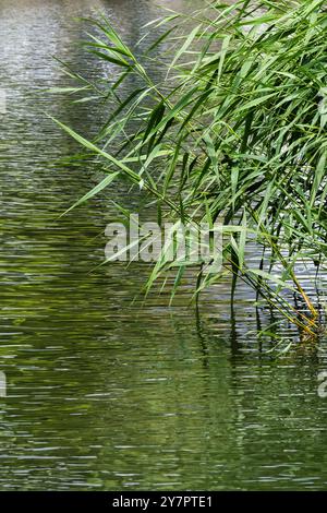 Roseau commun Phragmites australis poussant dans le lac Trenance Boating à Newquay en Cornouailles au Royaume-Uni. Banque D'Images