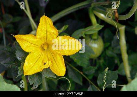 Une belle fleur de courge jaune fleurie est entourée de feuilles vertes luxuriantes et vibrantes dans le jardin Banque D'Images