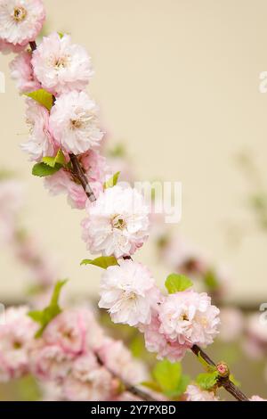 Une branche d'amandes à fleurs avec des fleurs roses et des feuilles vertes sur un fond neutre Banque D'Images