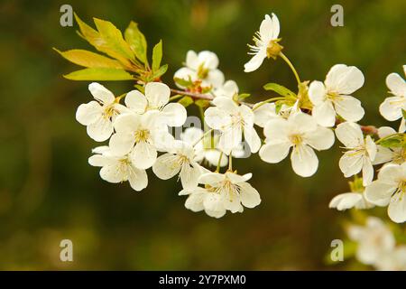 Au printemps, des fleurs blanches fleurissent sur la branche du pommier Banque D'Images