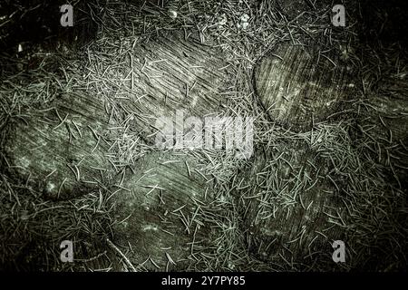Le sentier forestier est bordé de restes ronds de souches de chêne et recouvert d'aiguilles tombées. Vue de dessus. Photographie monochrome Banque D'Images