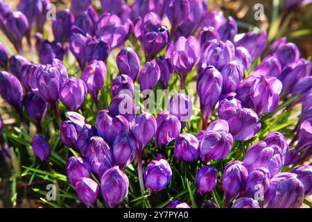 Les premières fleurs du crocus pourpre fleurissent au début du printemps dans la rue, une vue rapprochée d'en haut Banque D'Images