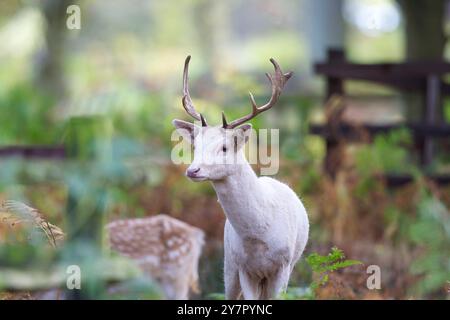 Vue rapprochée de face du cerf blanc à Bradgate Park, Leicestershire, Royaume-Uni. Banque D'Images