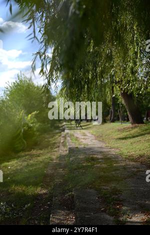 Un sentier pittoresque bordé d'arbres de saule par une journée ensoleillée, avec la lumière du soleil tapissée filtrant à travers les branches, créant un settin paisible et tranquille Banque D'Images