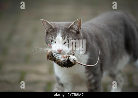 Jeune chat avec une souris dans la bouche Banque D'Images