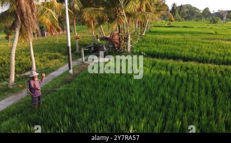 Bali, Indonésie - 29 octobre 2023 : un riziculteur pulvérise de l'herbicide dans un champ de riz paddy situé à Ubud, sur l'île de Bali. Banque D'Images