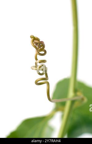 gros plan des vrilles de tige de plante grimpante fond blanc isolé, pousses enroulées et flexibles aident les plantes à s'attacher aux supports Banque D'Images