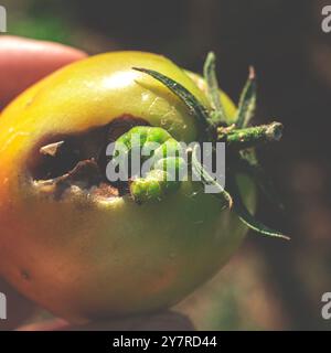 Les parasites du jardin détruisent les tomates. Gros plan caterpillar vert Banque D'Images