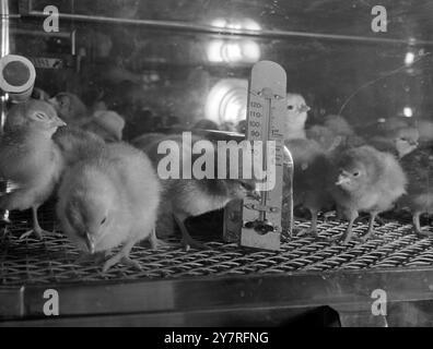 8 décembre 1953, poussins dans un incubateur au Smithfield Show de Londres, Banque D'Images