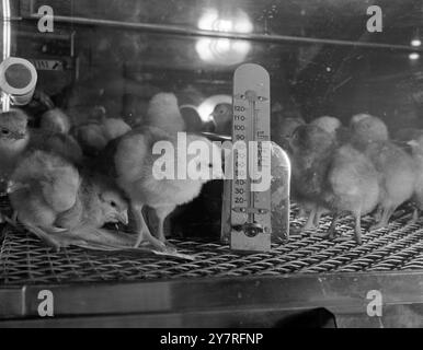 8 décembre 1953, poussins dans un incubateur au Smithfield Show de Londres, Banque D'Images