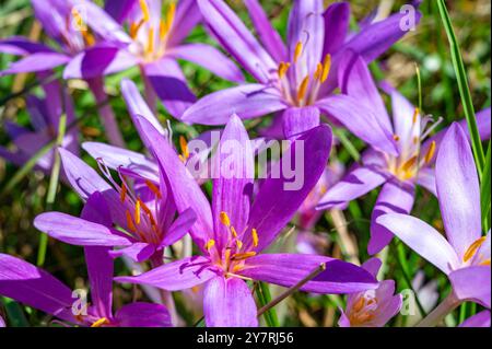 Fleurs de Colchicum nouvellement fleuries, photographiées de près, en automne. Banque D'Images