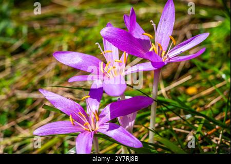 Fleurs de Colchicum nouvellement fleuries, photographiées de près, en automne. Banque D'Images