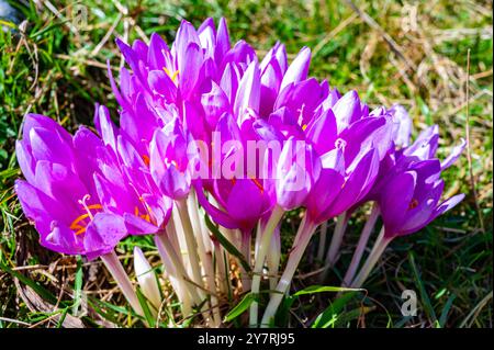 Fleurs de Colchicum nouvellement fleuries, photographiées de près, en automne. Banque D'Images