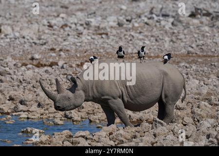 Rhinocéros noirs (Diceros bicornis) battus par pied Crow (Corvus albus) dans un trou d'eau dans le parc national d'Etosha, Namibie Banque D'Images