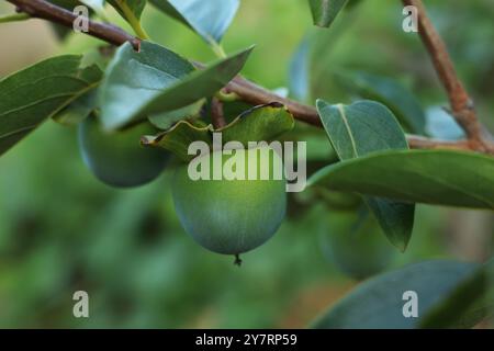 Pêches non mûres sur branche d'arbre dans le jardin, gros plan Banque D'Images