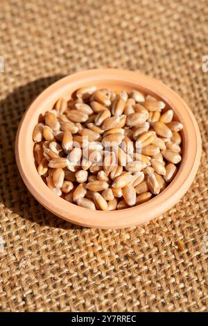 Blé Einkorn dans Terracotta Bowl, Triticum monococcum Banque D'Images