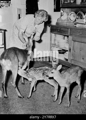 BAMBI AMÈNE SA FAMILLE VISITER 8,8.53Pour les quatre dernières années, une biche sauvage a rendu de fréquentes visites à une ferme près de Munich en Allemagne. Cette année, la biche, connue sous le nom de Bambi, a amené sa famille de deux faons avec elle. La photo montre Bambi et sa famille ont trouvé leur chemin vers la cuisine de la maison de ferme. L'un des faons a constaté que le voyage l'a rendu affamé. 8 août 1953 Banque D'Images