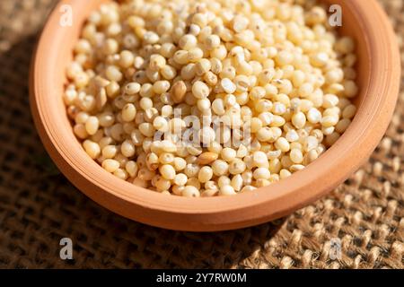 Millet en terre cuite Bow, Panicum Miliaceum Banque D'Images