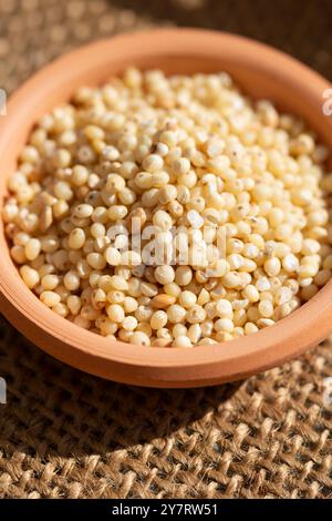 Millet en terre cuite Bow, Panicum Miliaceum Banque D'Images