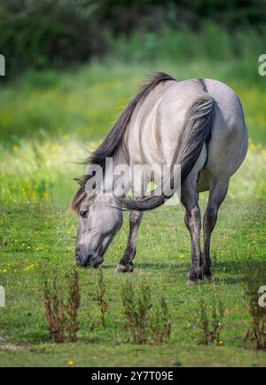 Konik Pony Equus ferus cabalus largement utilisé pour la conservation du pâturage dans une réserve naturelle du nord-ouest de Norfolk, Royaume-Uni Banque D'Images