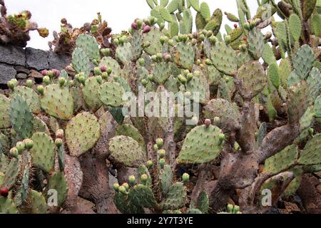 Cactus de la barbarie, Opuntia robusta, Cactacées. Mexique. Jardin de Cactus, Guatiza, Lanzarote, Îles Canaries, Espagne. Banque D'Images