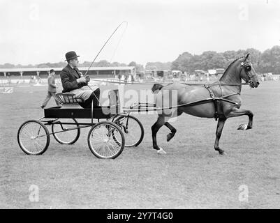 SUCCÈS POUR UN NOVICE MR . G. LANCASTER avec M. H.J. Port LOCK ASHLEY NANONI après avoir remporté le premier prix en classe 33 ( harnais ponies novice ) au Richmond Royal Horse Show qui a commencé jeudi, à Richmond, Surrey . 9 juin 1949 Banque D'Images