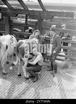 TEMPS DE TRAITE À KENTISH TOWN- GARE FERROVIAIRE ' Farmyard ' la vue habituelle des vaches étant trayées était disponible pour les travailleurs à Kentish Town ( Londres ) gare de marchandises aujourd'hui, après l'arrivée là d'un 'Noah's Ark ' spécial d'Auchinleck, Ayrshire . Les vaches sont la propriété de l'agriculteur Baird , qui utilisait le train spécial pour transporter sa famille , le bétail et les machines agricoles sur le voyage de 443 miles à sa nouvelle ferme à Andover , Hampshire . IMAGES MONTRENT:-WILSON BAIRD , 18 ans - fils du fermier , traite une vache dans le jardin de marchandises de Kentish Town surveillée par sa sœur de 19 ans, BE Banque D'Images