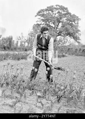 MILLS COMMENCE LA FORMATION FINALE Freddie Mills , champion du monde léger - poids lourds , est entré dans les dernières étapes de la formation pour son combat avec Bruce Woodcock quand il a déménagé de sa maison Brixton ( Londres ) aux quartiers d'entraînement de pays à la Mow d'orge , Betchworth , Surrey . Mills tentera de priver Woodcock de ses titres de poids lourds britanniques , européens et impériaux à la White City , Londres , le 2 juin . IMAGES MONTRENT :- LES MOULINS DE FREDDIE s'entraînent pour le combat avec Bruce Woodcock . 12 MAI 1949 Banque D'Images