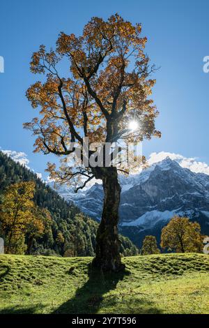 Vieil érable sycomore noueux avec des feuilles d'automne dorées sur l'Ahornboden dans les montagnes Karwendel rétroéclairées par le soleil, Tyrol, Autriche Banque D'Images