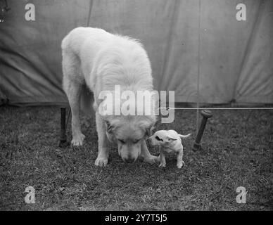 AVEZ-VOUS ENTENDU CELUI-CI ? Le grand gars, 'Boss', est un chien de montagne pyrénéen de deux ans, appartenant à Mr.J.H.Winter, de Bristol. Il semble un peu douteux alors qu'il se penche lentement pour voir l'histoire murmure du Bull terrier âgé de six semaines à l'exposition canine de la société canine de Stafle Hill à la page Park, Bristol. Il a l'air d'avoir tout entendu avant, mais il est trop poli pour le dire. 2 août 1949 Banque D'Images