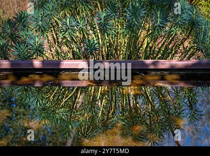 Miroir de la plante Euphorbia Characias, une éperon méditerranéenne, sur un étang avec bord de fer dans un jardin ornemental au soleil, Autriche Banque D'Images