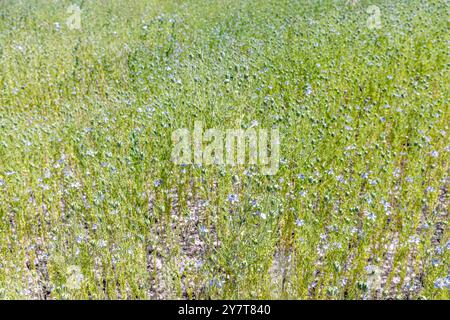 Plante de cumin noir. Fleurs de cumin noir dans le jardin. Fleurs blanches Nigella sativa fleurissant dans le jardin botanique. Vue paysage naturel. Banque D'Images