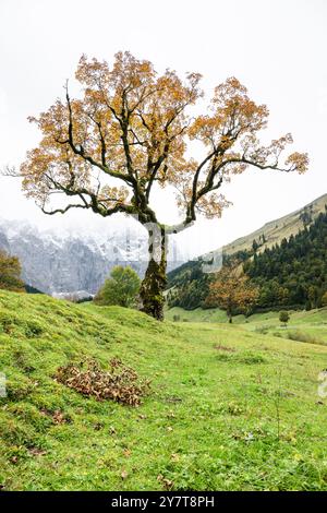 Vieux érable sycomore noueux avec des feuilles d'automne dorées sur l'Ahornboden dans les montagnes Karwendel devant un ciel nuageux, Tyrol, Autriche Banque D'Images