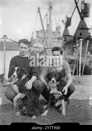 LES GARÇONS SONT À DESTINATION DE L'ANTARCTIQUE John McMillan (à gauche), 15 ans, de Southend-on-Sea, Essex, et Michael leader, 17 ans, de l'évêque Stortford, Hertfordshire, photographié avec leurs compagnons à quatre pattes Glenn et John - chiens de berger qui se rendent aux îles Falkland - à Southampton aujourd'hui. John et Michael ont été choisis sur le navire d'entraînement de la flotte de guerre de Botley (Hampshire) pour servir de garde-manger à bord du navire d'étude de la dépendance des îles Falkland, le John Biscoe, qui part demain de Southampton pour une visite annuelle de secours dans les locaux d'étude. À bord se trouveront du personnel pour le STA de recherche britannique Banque D'Images