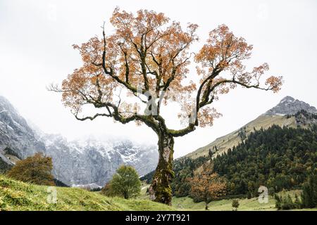 Vieux érable sycomore noueux avec des feuilles d'automne dorées sur l'Ahornboden dans les montagnes Karwendel devant un ciel nuageux, Tyrol, Autriche Banque D'Images