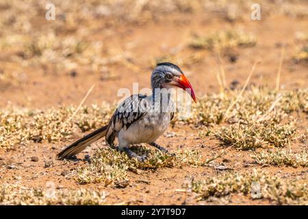 Le Hornbill à bec rouge, parc national Kruger, en Afrique du Sud Banque D'Images